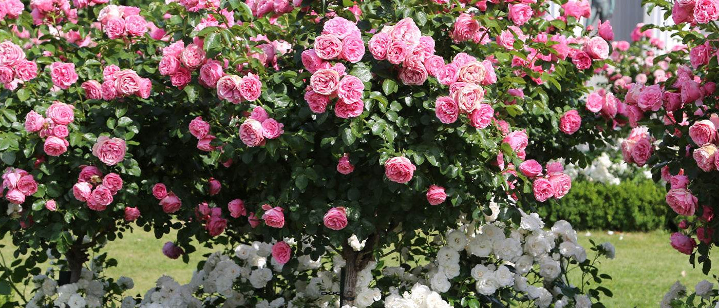 Hochstammrosen
