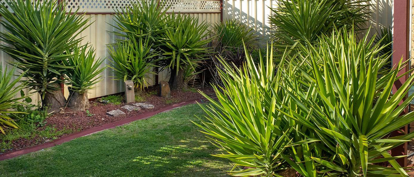 Yucca-Palmen