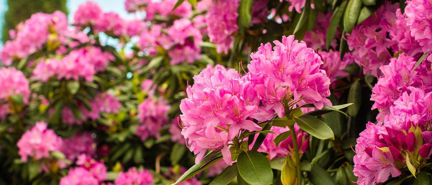 Rhododendren