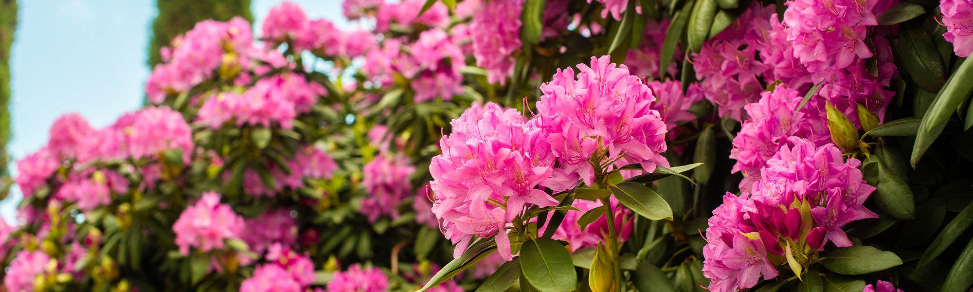 Rhododendren
