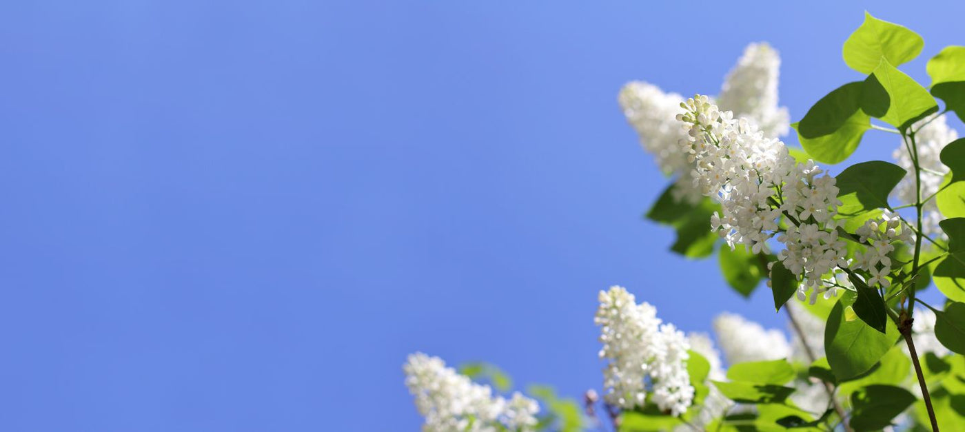 Duftende Gartenfreuden