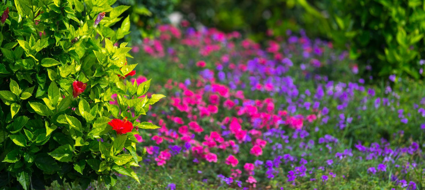 Farbenfroher Garten