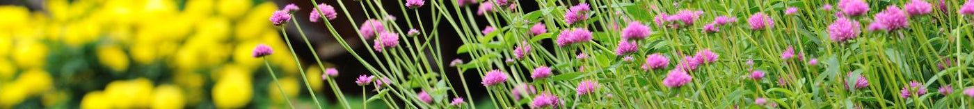Blühender Sommergarten
