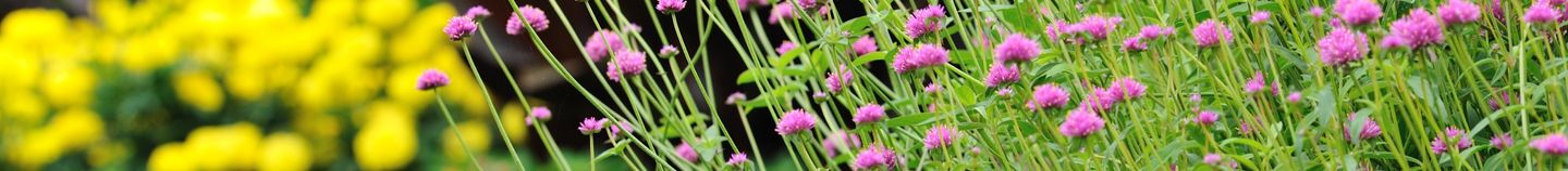 Blühender Sommergarten