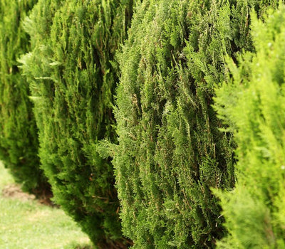 Garten mit Sichtschutz