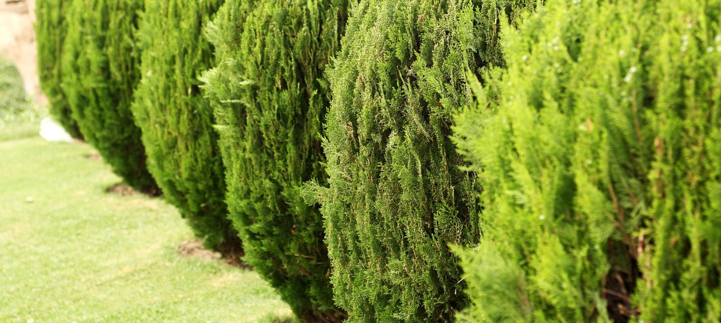 Garten mit Sichtschutz