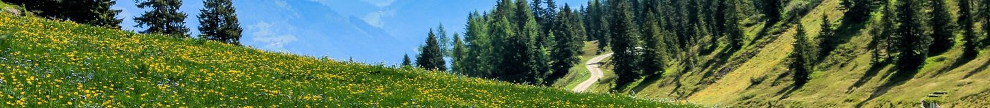 Wilder Gartenzauber