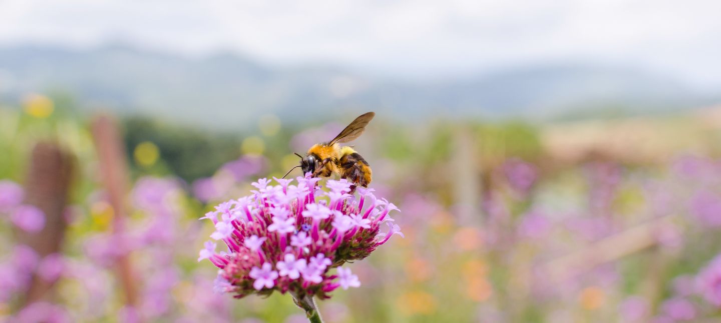 Bienenweide