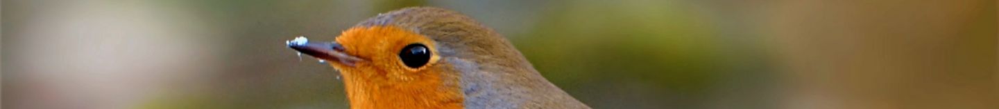 Pflanzen zur Vogelanziehung