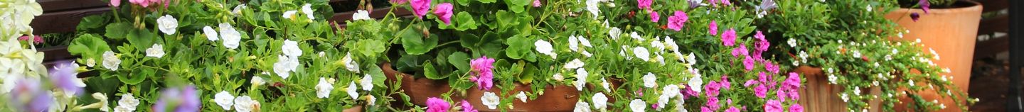 Blühende Terrasse das ganze Jahr über