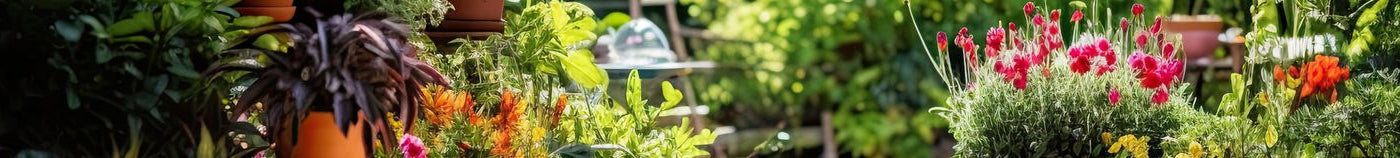Blühende Sommerterrasse