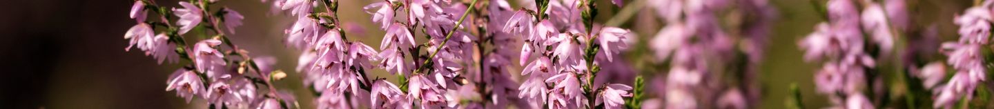 Blühende Terrasse im Winter