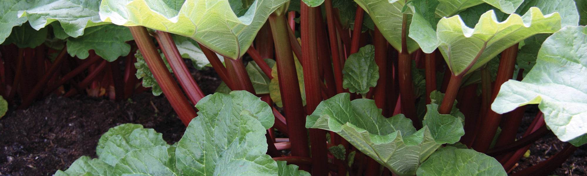 Rhabarber