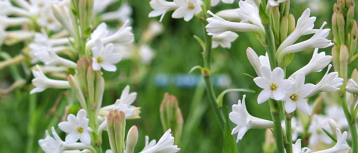 Tuberose