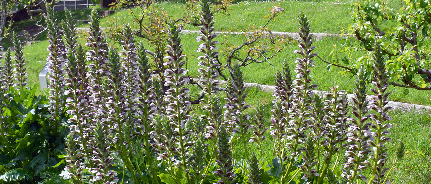 Weicher Akanthus - Acanthus mollis