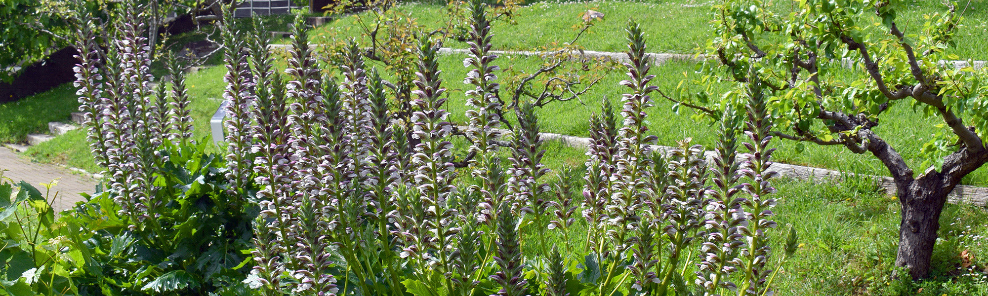 Weicher Akanthus - Acanthus mollis