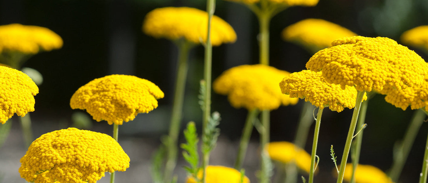 Alpen-Schafgarbe - Achillea alpina