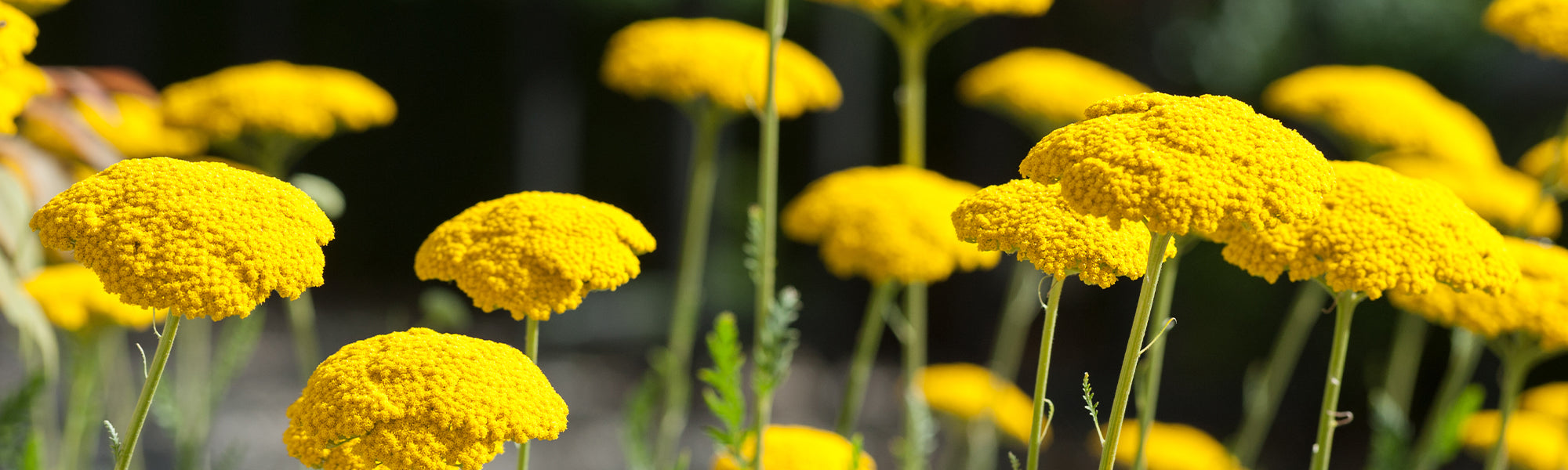 Gold-Garbe - Achillea filipendulina