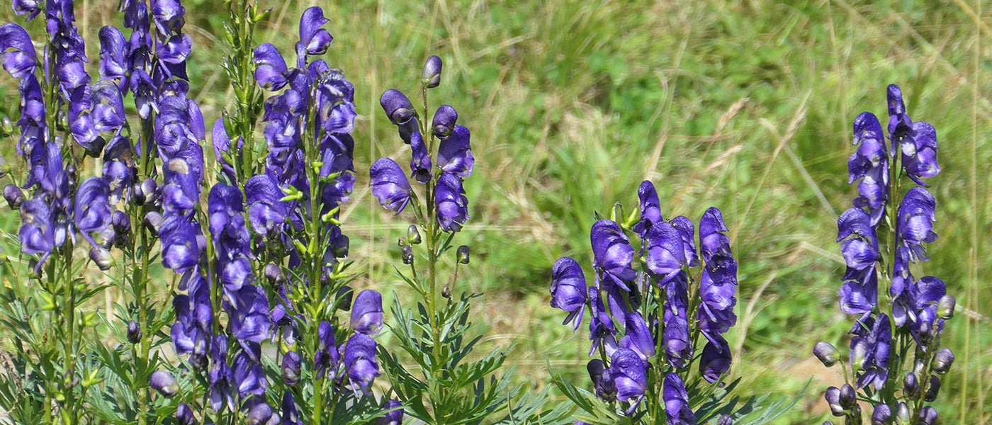 Fester Eisenhut - Aconitum firmum