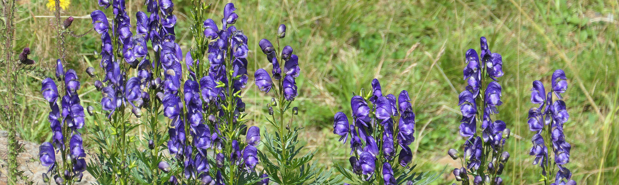 Blauer Eisenhut - Aconitum napellus