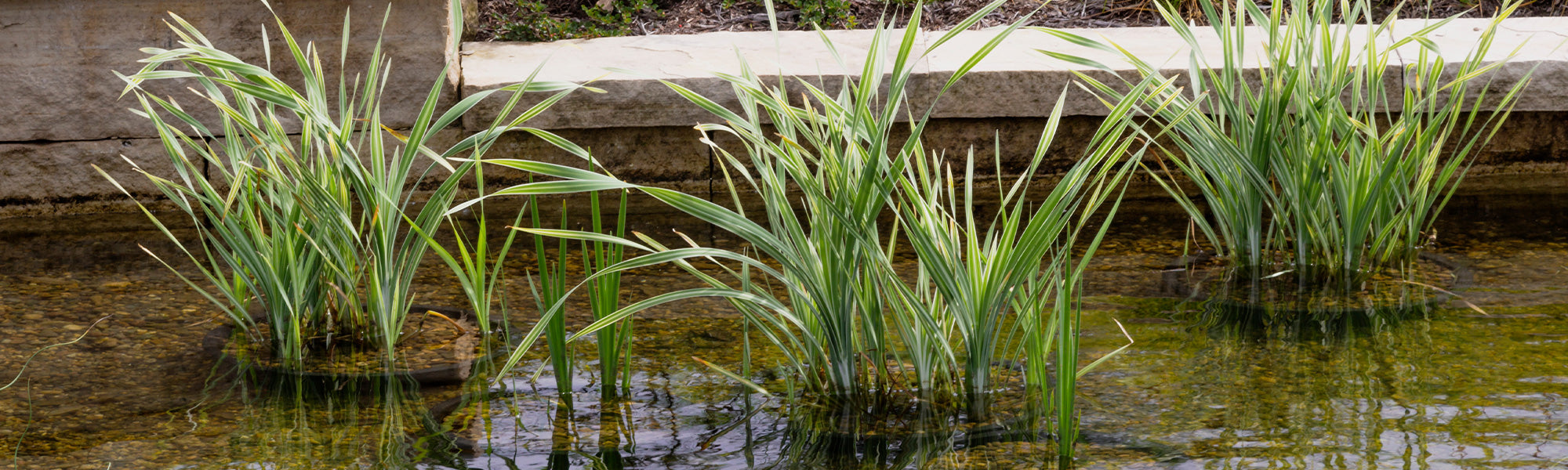 Kalmus - Acorus calamus