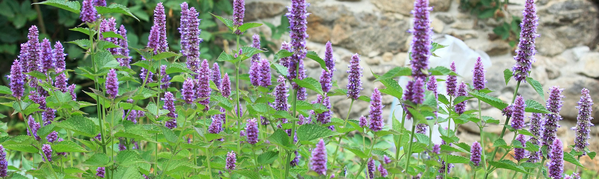 Mexikanische Duftnessel - Agastache mexicana