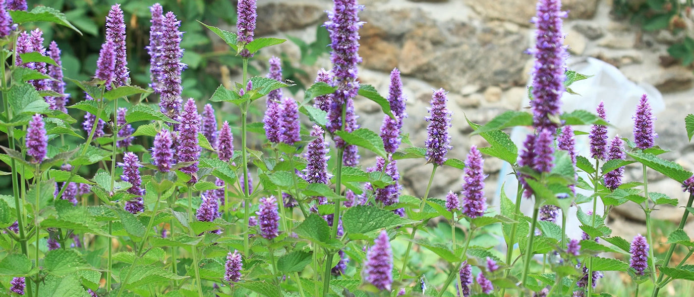 Braunwurzblättrige Duftnessel - Agastache scrophulariifolia