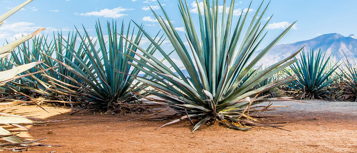 Blaue Agave - Agave tequilana