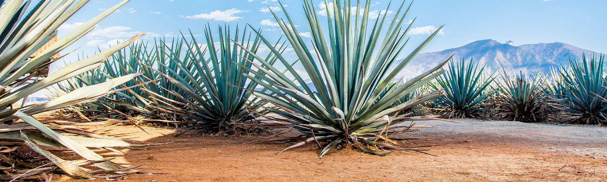 Blaue Agave - Agave tequilana