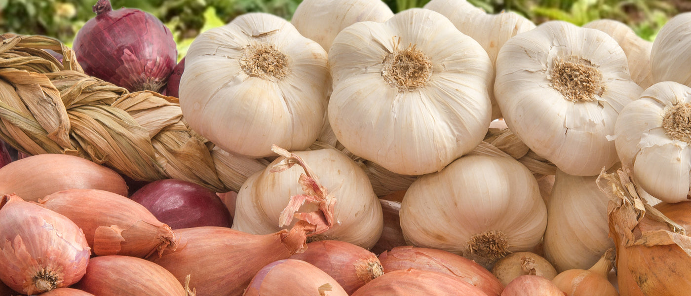 Knoblauch, Zwiebeln und Schalotten