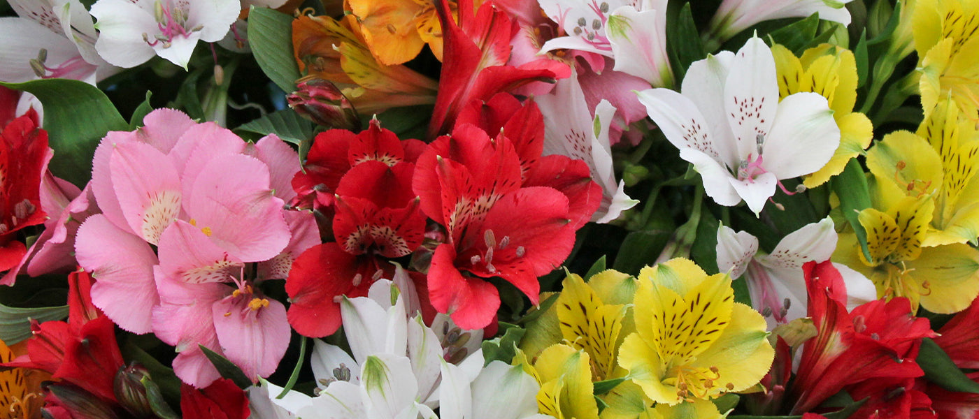 Alstroemerie - Alstroemeria