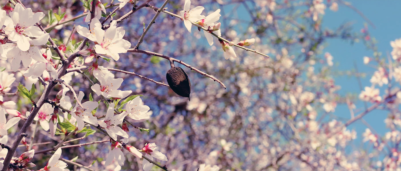 Mandelbaum - Prunus dulcis