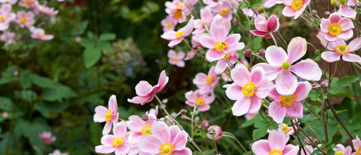 Anemonen