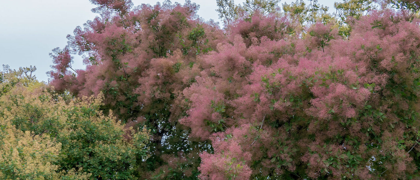 Perückenstrauch - Cotinus