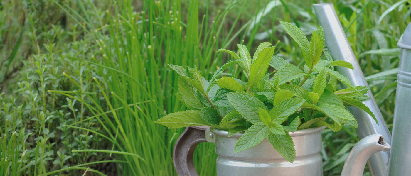 Kilimandscharo-Basilikum - Ocimum kilimandscharicum
