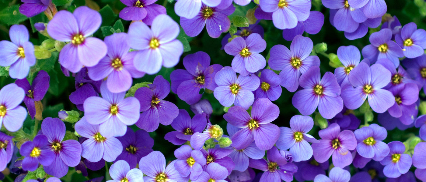 Blaukissen