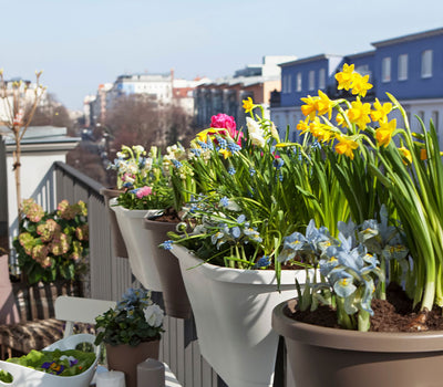 Blühender Balkon im Frühling
