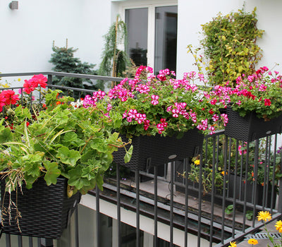 Duftender Balkon