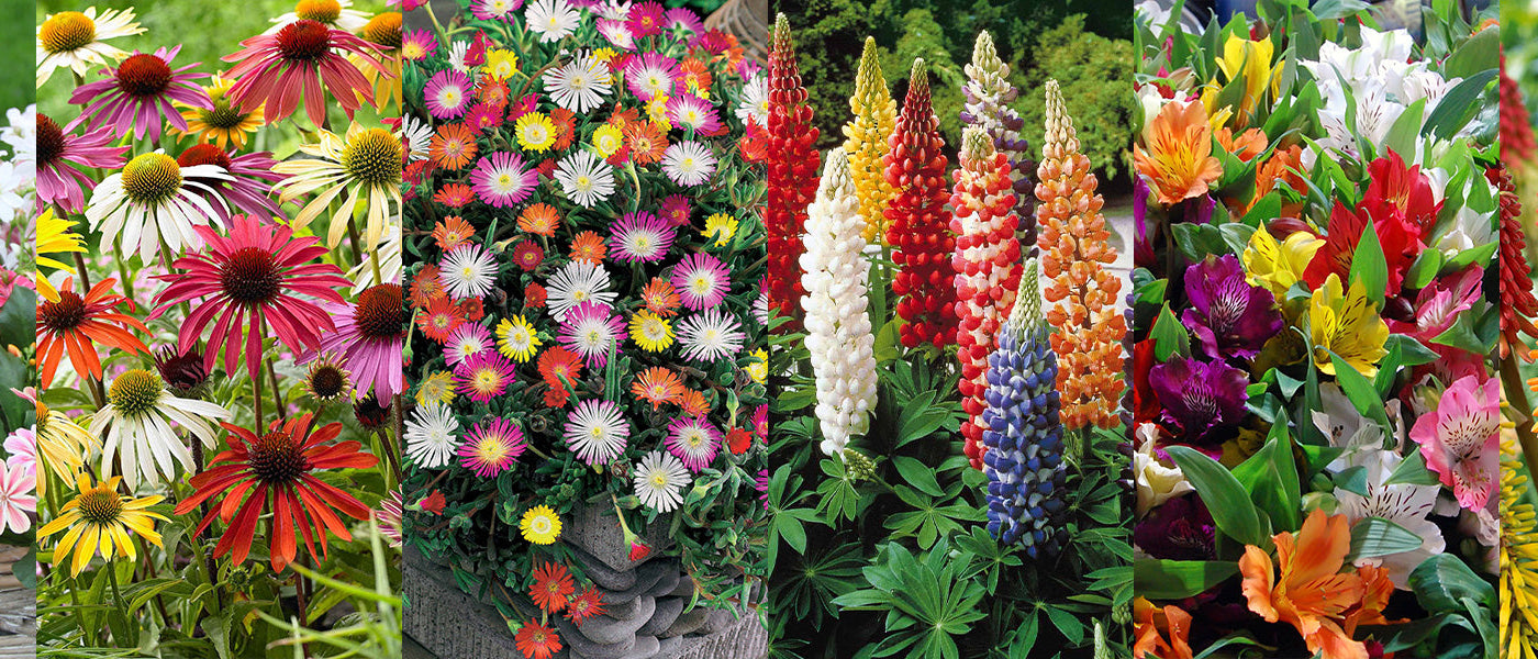 Farben im Garten mit bis zu -30% Rabatt!