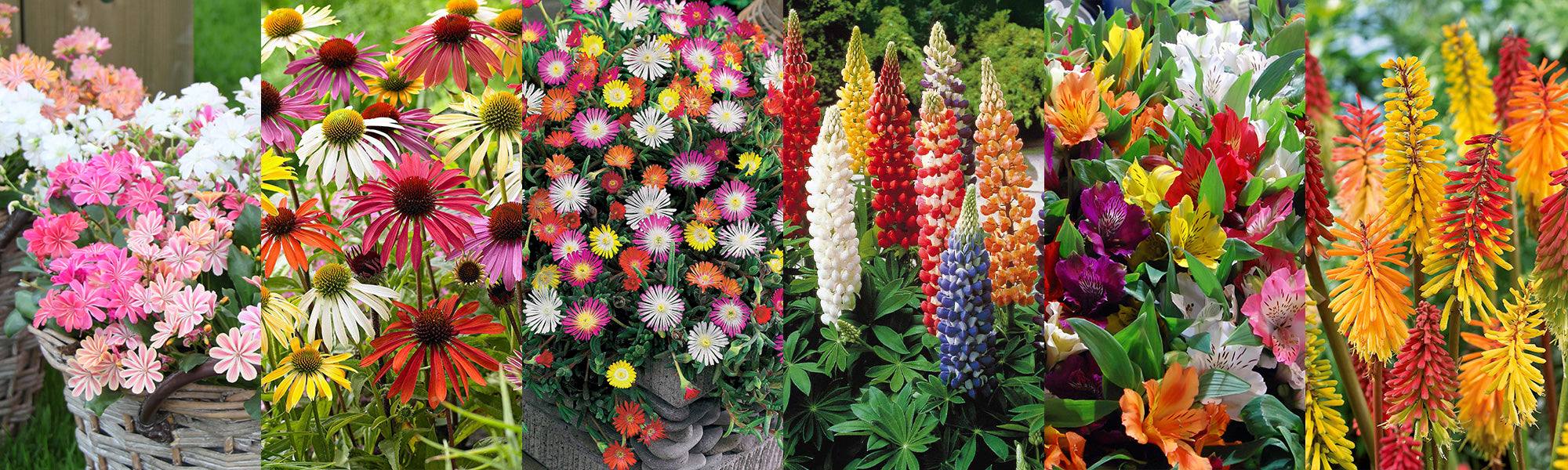 Farben im Garten mit bis zu -30% Rabatt!
