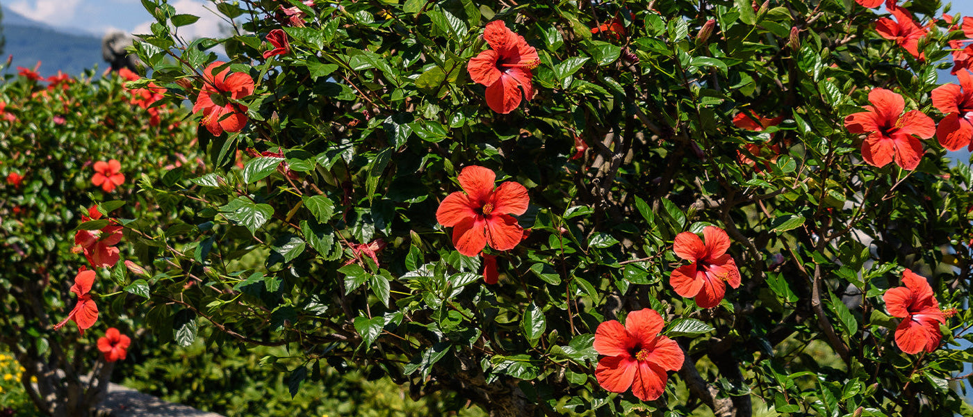 Fokus Hibiskus