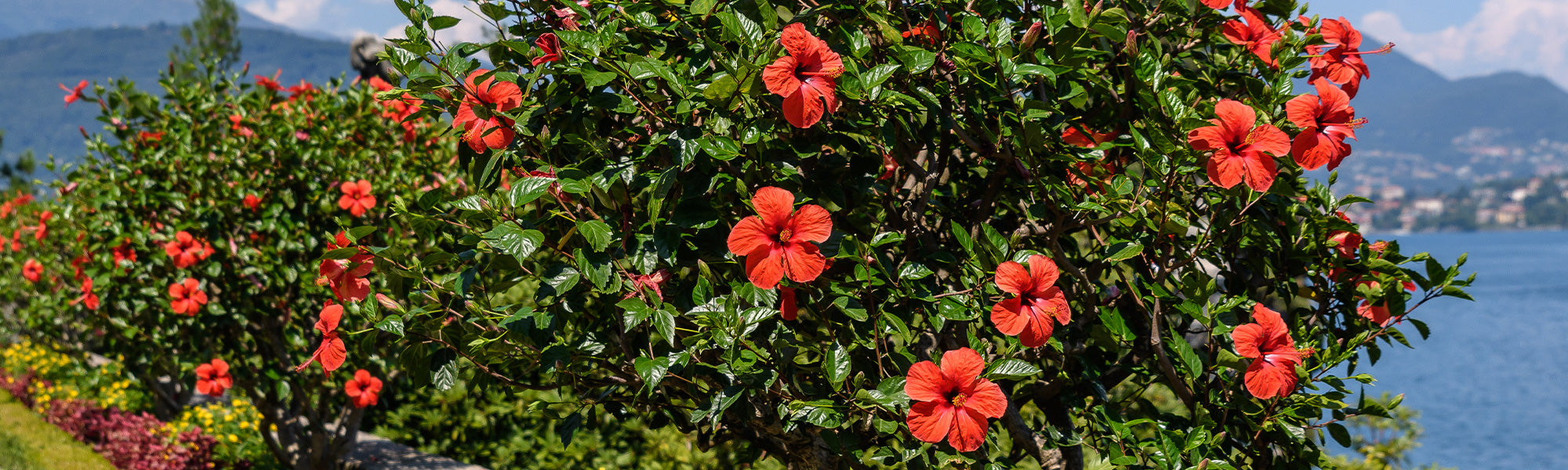 Fokus Hibiskus