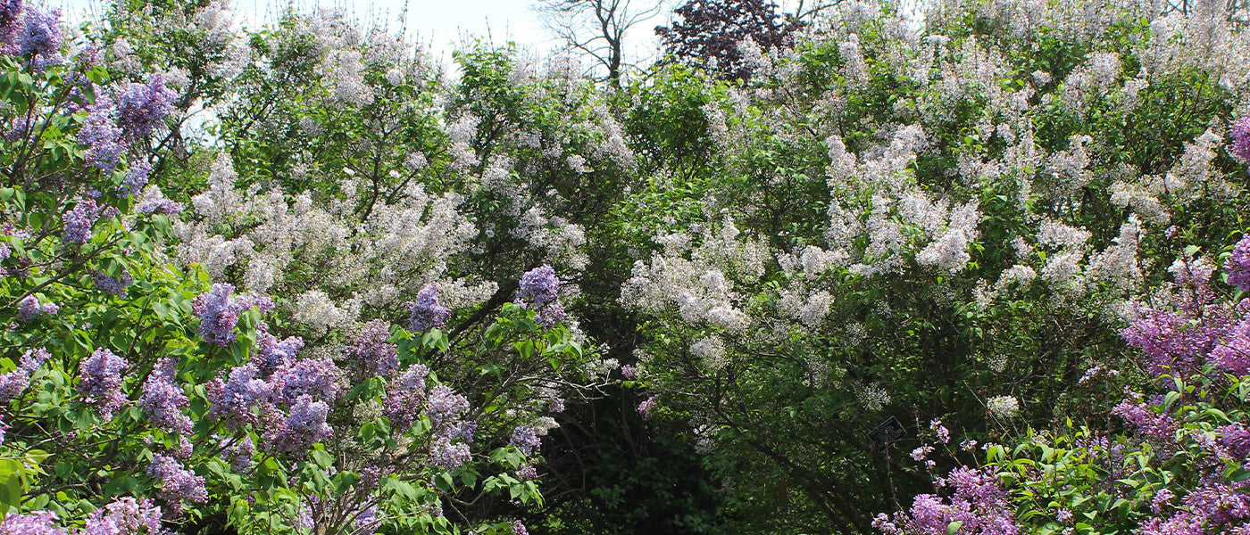 Fokus Lilas