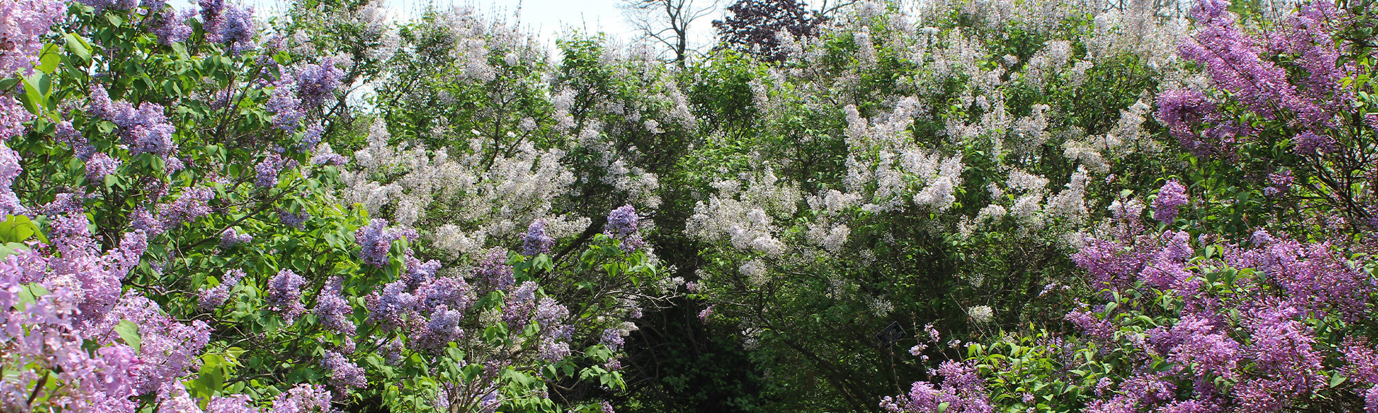 Fokus Lilas