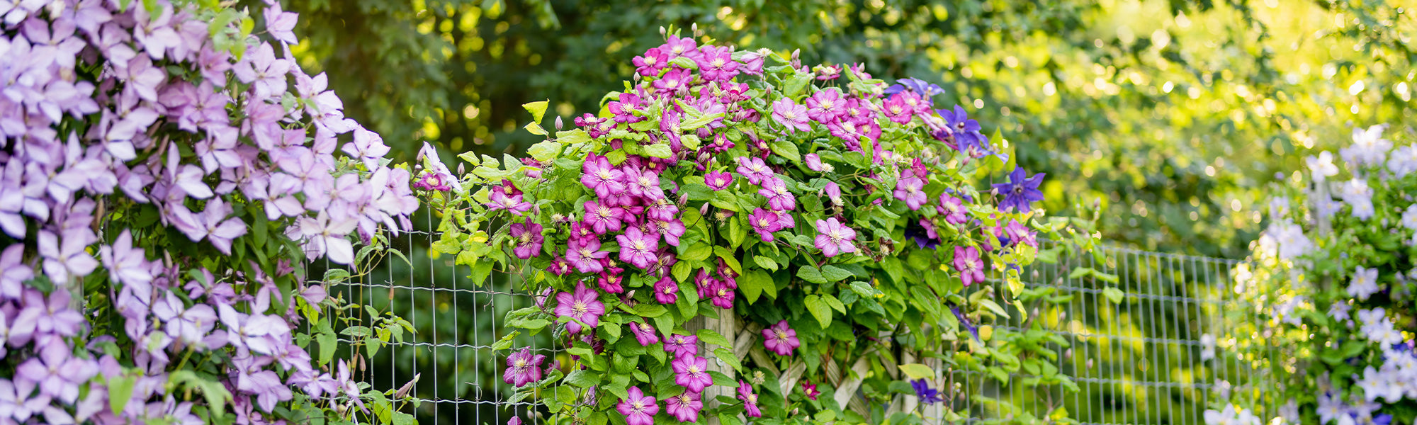 Im Fokus: Clematis