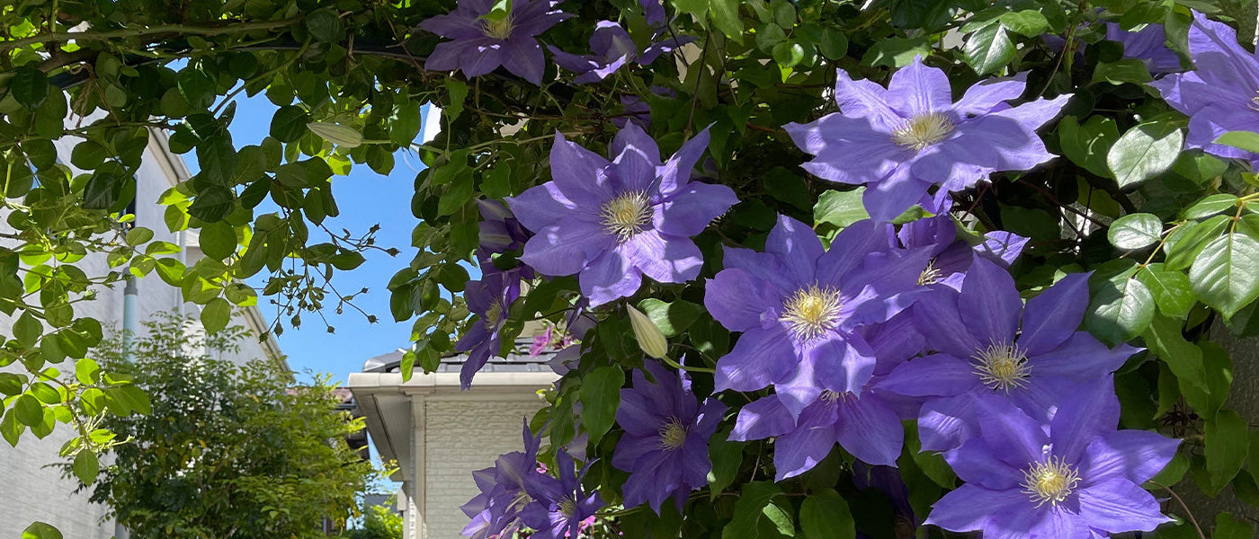 Fokus Clematis