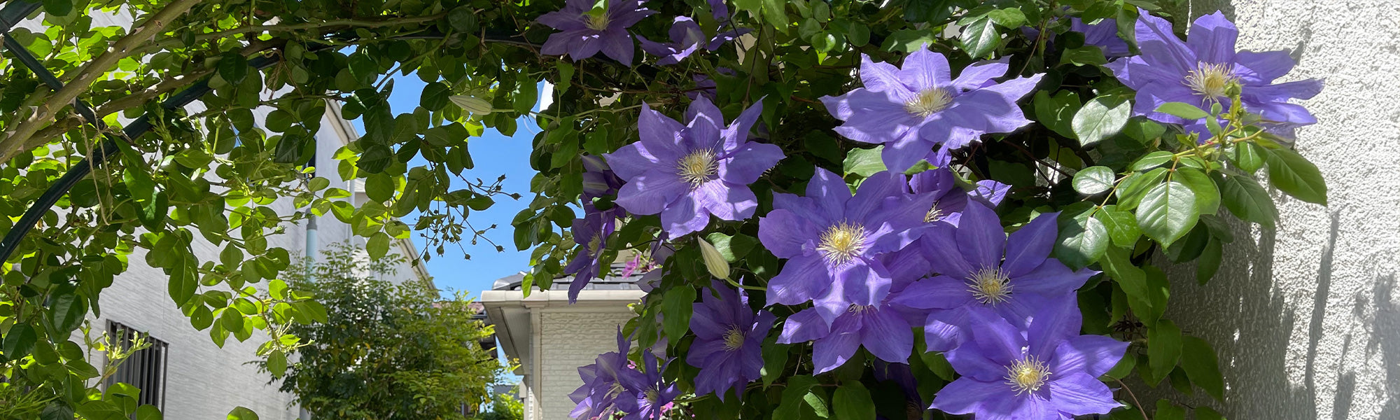 Fokus Clematis