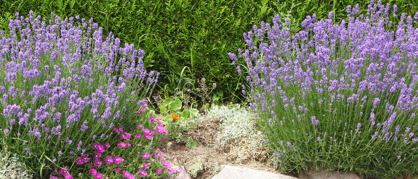 Im Fokus: Lavendel