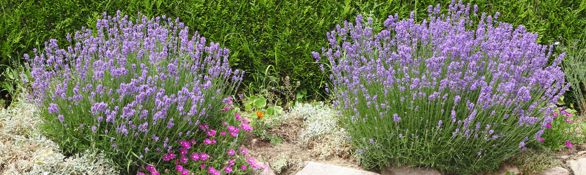 Im Fokus: Lavendel