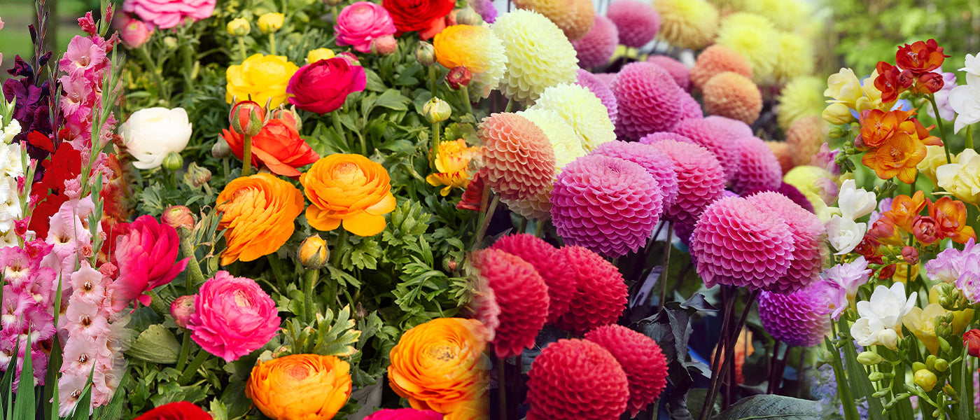 WILLEMSE-TAGE BLUMENZWIEBELN: Bis zu 50%